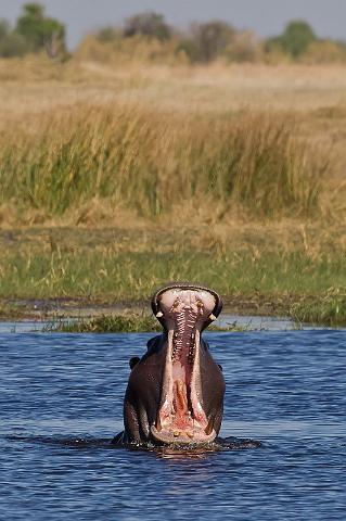 176 Okavango Delta, nijlpaard.jpg